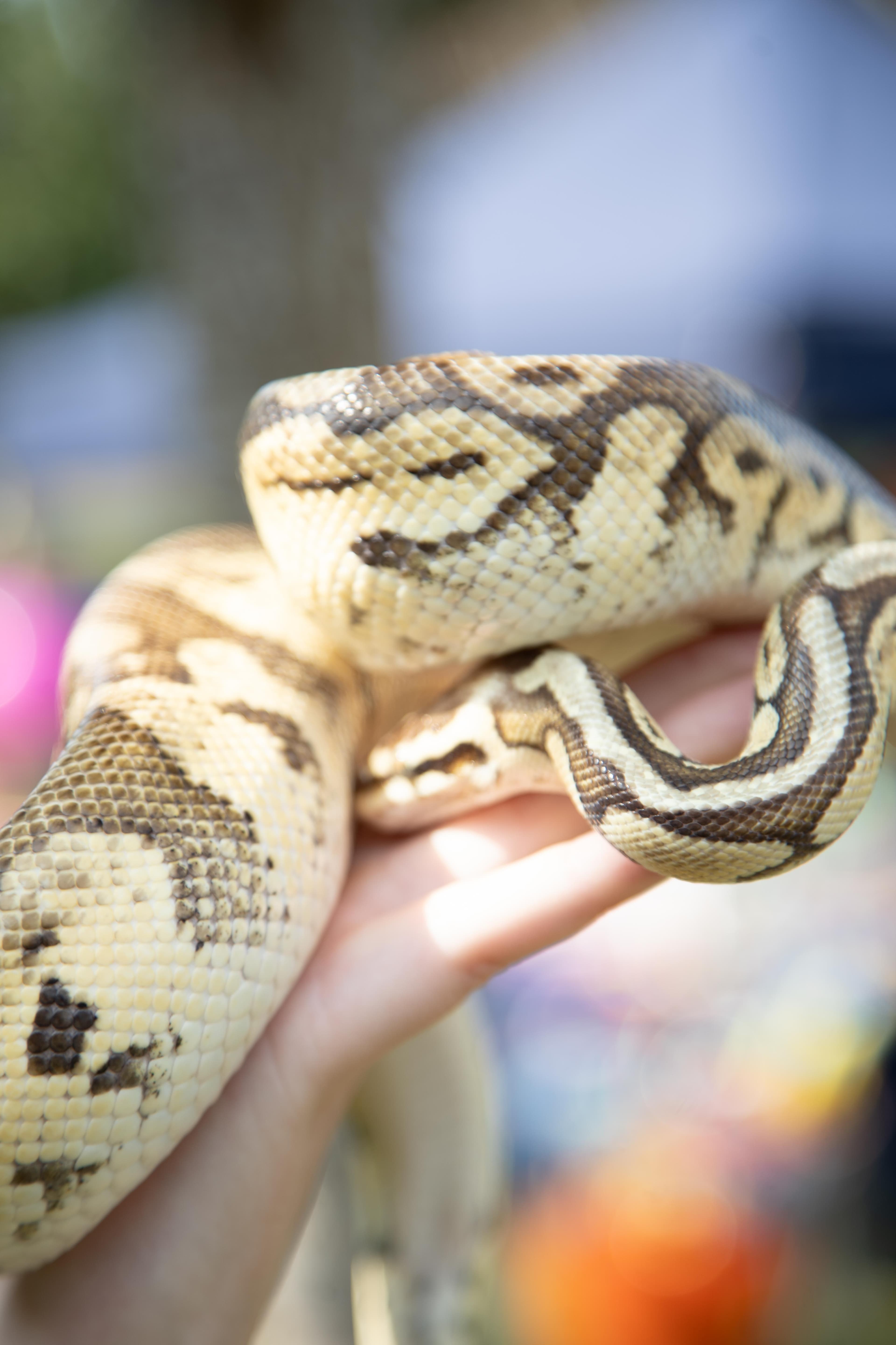 Furry and Scaly Friends - Image 9