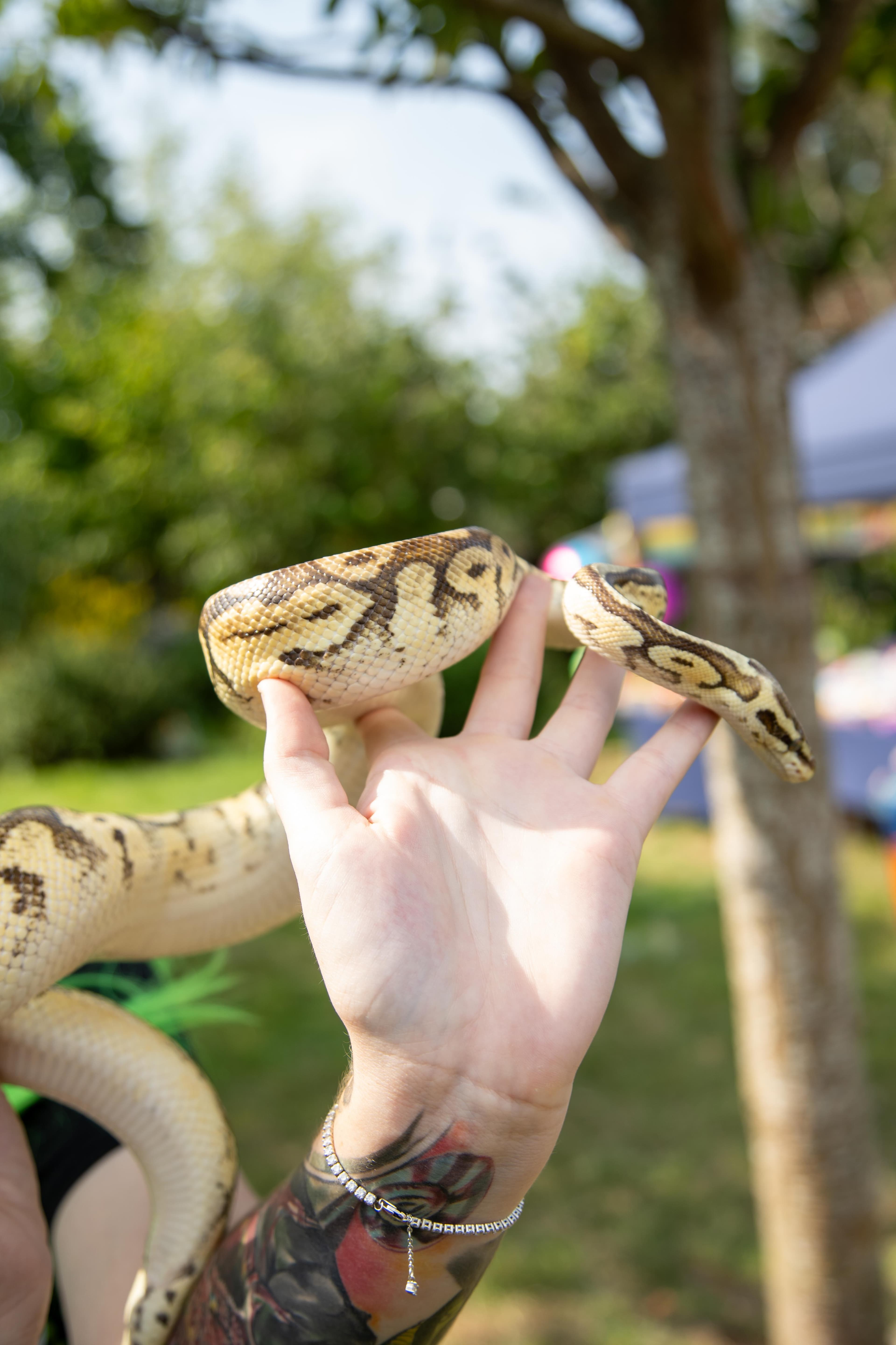 Furry and Scaly Friends - Image 11